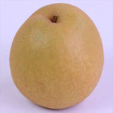 鳥取産王秋(おうしゅう)梨【秀品】6玉化粧箱入