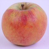 長野産ムーンルージュ【秀品】9玉化粧箱入