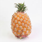 台湾産パイン 金鑚パイン 2玉化粧箱入