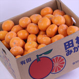 和歌山県湯浅産田村みかん【赤秀品】10キロ産地箱入