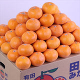 和歌山県湯浅産田村みかん【赤秀品】10キロ産地箱入