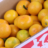 和歌山JA紀南産極天(ごくてん)みかん【赤秀品】5キロ産地箱入