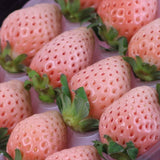 奈良産淡雪(あわゆき) デラックス1P化粧箱入