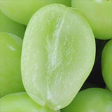 【8・9月販売】岡山産シャインマスカット大房【赤秀品】1房化粧箱入