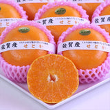 佐賀JAからつ産温室せとか【赤秀品】 産地化粧箱入