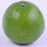 USA産カクテルフルーツ9玉化粧箱入