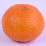 大分産杵築の美娘(きつきのみこ) 【特選品】産地化粧箱