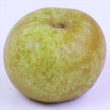 熊本産秋麗梨(しゅうれいなし)【赤秀品】12~14玉産地箱入