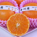 香川産あすみ柑橘「秀品」産地化粧箱入【高糖度系新柑橘】