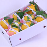 和歌山産AQ(有田クオリティ)葉付デコポン「赤秀品」産地箱入