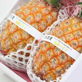 台湾産パイン 金鑚パイン 2玉化粧箱入