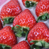 奈良産 古都華(ことか)【秀品】1P化粧箱入