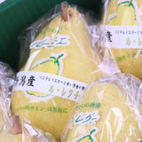 新潟白根または南蒲産ル・レクチェ【赤秀品】2キロ産地箱入