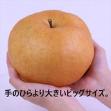 愛知産あたご梨【秀品】2玉産地化粧箱入