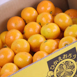 和歌山県JAながみね産下津ひかえおろうみかん【特選品】5キロ産地箱入