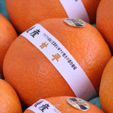 愛媛産甘平(かんぺい)【赤秀品】産地化粧箱入