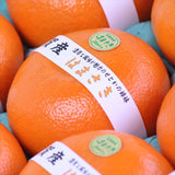 佐賀産はまさき【赤秀品】産地化粧箱入