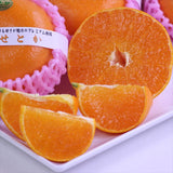 佐賀JAからつ産温室せとか【赤秀品】 産地化粧箱入