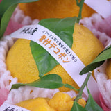 和歌山産AQ(有田クオリティ)葉付デコポン「赤秀品」産地箱入