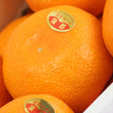 愛知産蒲郡または伊良湖温室みかん【赤秀品】産地化粧箱入「糖度12度以上」