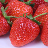 熊本産ひのしずく化粧箱入