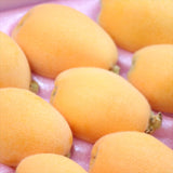 【5月販売】長崎産温室茂木びわ【赤秀品】 産地化粧箱入