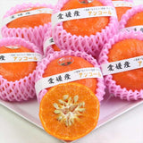 愛媛産ハウスアンコールオレンジ【秀品】産地箱入