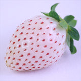 奈良産 パールホワイト&淡雪(あわゆき) 【秀品】アソート