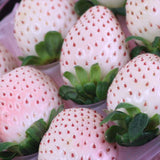 奈良産 パールホワイト&淡雪(あわゆき) 【秀品】アソート