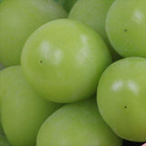 【12月~2月販売】長野産シャインマスカット【赤秀品】1房化粧箱入のコピー