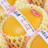 和歌山由良産ゆらっ子はっさく産地箱入