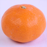 愛媛最高級ブランドみかん 真穴みかん 「ひなの里」12~15粒入化粧箱