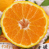 愛媛産デコポン【道後物語】産地化粧箱入