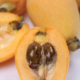 【5月販売】長崎産温室茂木びわ【赤秀品】 産地化粧箱入