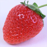 熊本産ひのしずく化粧箱入