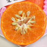 愛媛産ハウスアンコールオレンジ【秀品】産地箱入