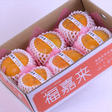 愛媛産太天柿「福嘉柿」産地箱入