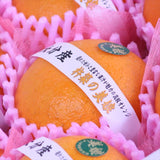 大分産杵築の美娘(きつきのみこ) 【特選品】産地化粧箱