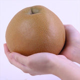 栃木産にっこり梨【赤秀品】産地箱入