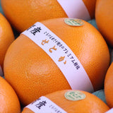 佐賀JAからつ産温室せとか【赤秀品】 産地化粧箱入