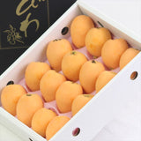 【5月販売】香川産 陽玉(ようぎょく)びわ 【赤秀品】 産地化粧箱入