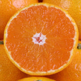 和歌山県JAながみね産下津ひかえおろうみかん【特選品】5キロ産地箱入