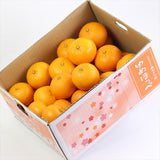 山口産ゆめほっぺ(せとみ柑橘)【秀品】 5㎏産地箱入