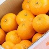 山口産ゆめほっぺ(せとみ柑橘)【秀品】 5㎏産地箱入