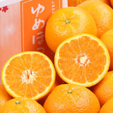 山口産ゆめほっぺ(せとみ柑橘)【秀品】 5㎏産地箱入