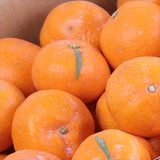 和歌山産下津山虎 土山さんの虎の子みかん【赤秀品】5キロ産地化粧箱入