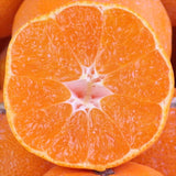 和歌山県湯浅産田村みかん【赤秀品】5キロ産地箱入