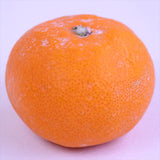 和歌山県湯浅産田村みかん【赤秀品】3キロ産地箱入