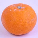 和歌山県湯浅産田村みかん【赤秀品】10キロ産地箱入