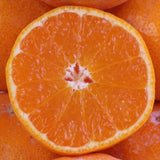 和歌山産下津山虎 土山さんの虎の子みかん【赤秀品】5キロ産地化粧箱入